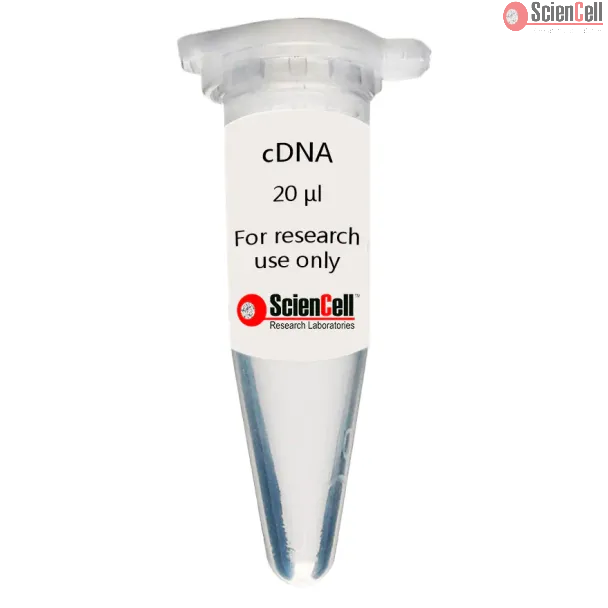 Human Tracheal Epithelial Cell cDNA