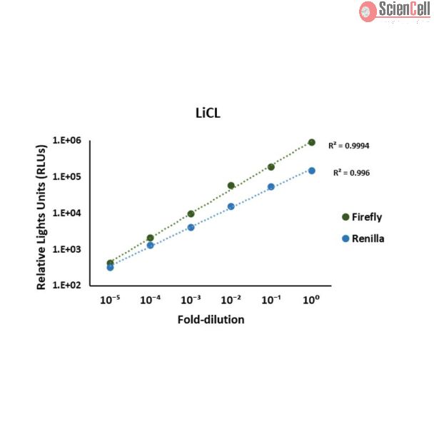 Luciferase Assay Kit