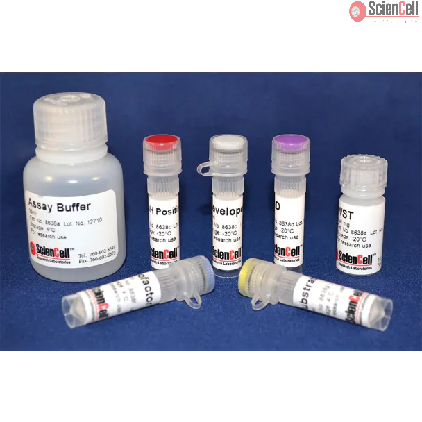 Malate Dehydrogenase Assay