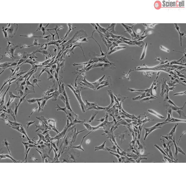 Mouse Astrocytes-brain stem (MA-bs) - Phase contrast, 100x.
