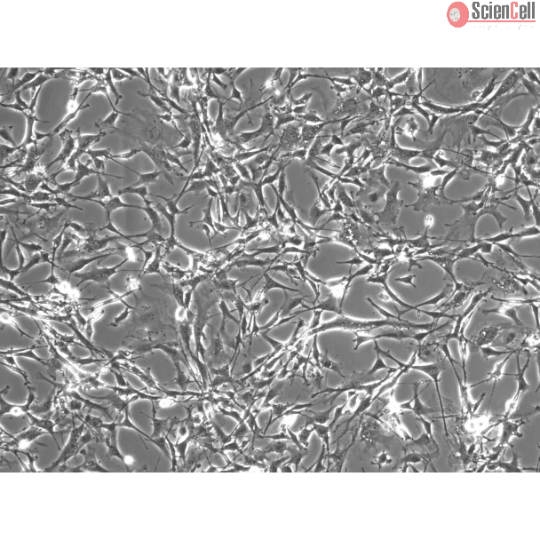 Mouse Astrocytes-spinal cord (MA-sc) - Phase contrast, 100x.
