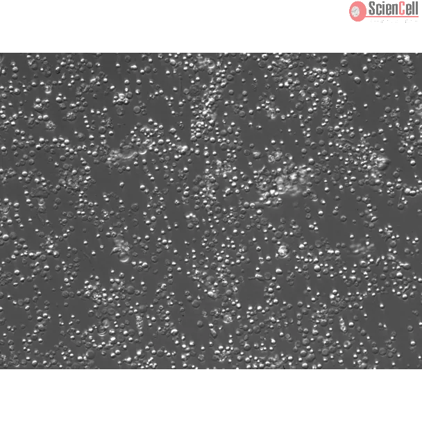 Mouse Bone Marrow Mononuclear Cells (MBMMC) – Relief Contrast, 200x
