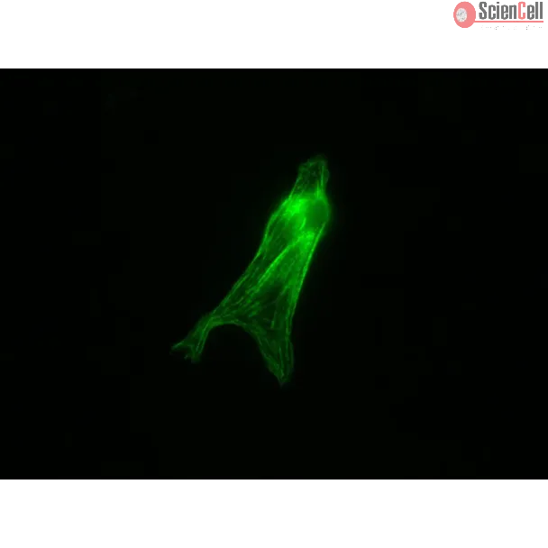 Mouse Cardiac Myocytes from CD1 (MCM) – Immunostaining for Tropomyosin (Sigma, Cat #T9283)
