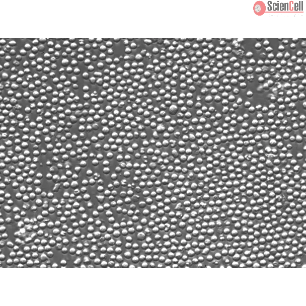 Mouse Lymphatic Mononuclear Cells (MLMC) – Relief Contrast, 200x
