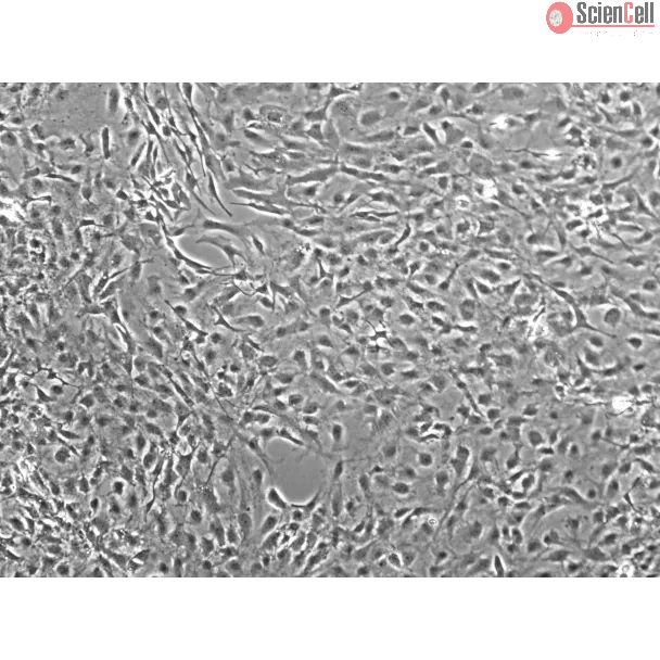 Mouse Meningeal Cells (MMenC) - Phase contrast, 100x.
