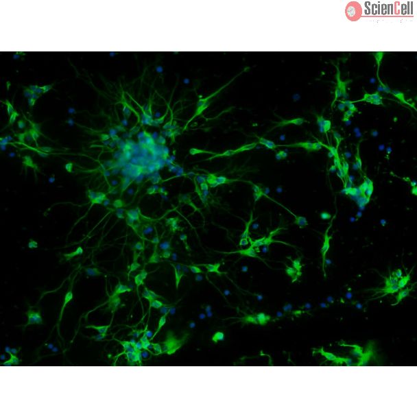 Mouse Neurons-forebrain (MN-fb)-Immunostaining for b-tubulin III, 200X