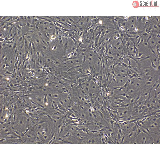 Mouse Pituitary Cells (MPC)-Phase Contrast, 100X
