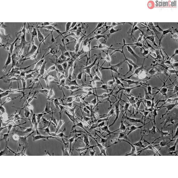 Mouse Schwann Cells (MSC) - Phase contrast, 200x.
