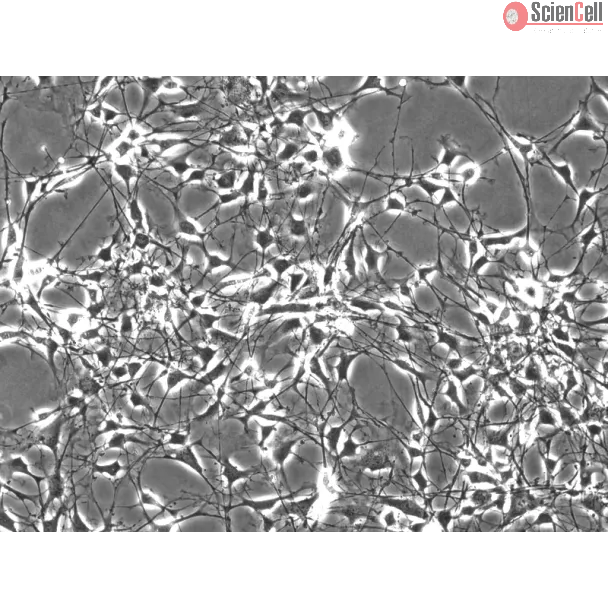 Mouse Schwann Cells (MSC) - Phase contrast, 200x.
