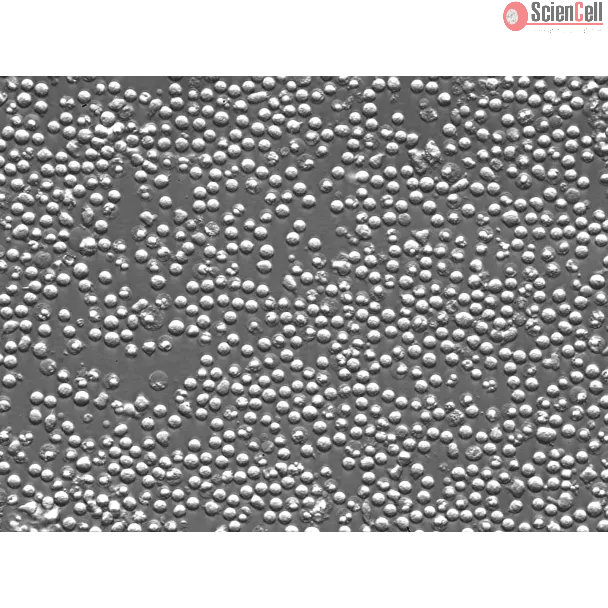 Mouse Splenocytes (MS) – Relief Contrast, 400x

