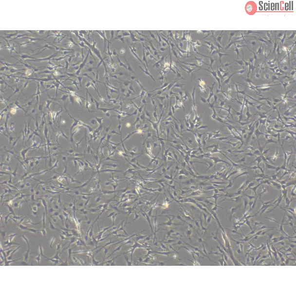 Rat Astrocytes-Midbrain (RA-mb)- Phase Contrast, 100x