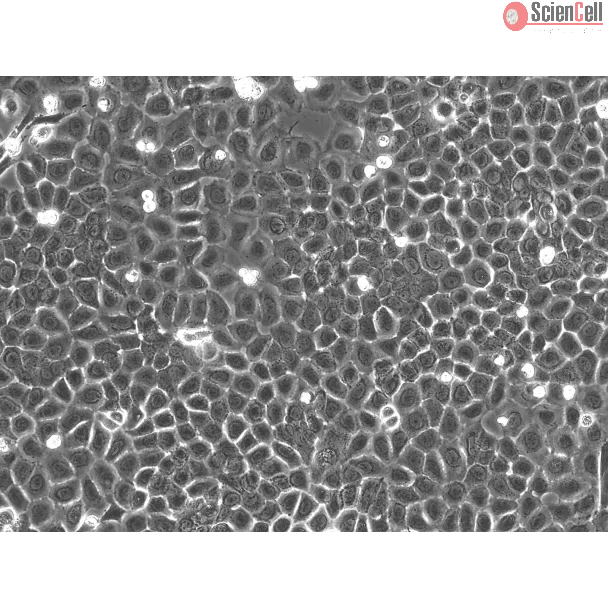 Rat Epidermal Keratinocytes (REK) – Phase Contrast, 200x
