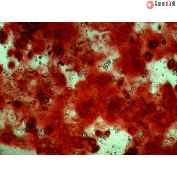 R7500 Osteogenic Differentiation b