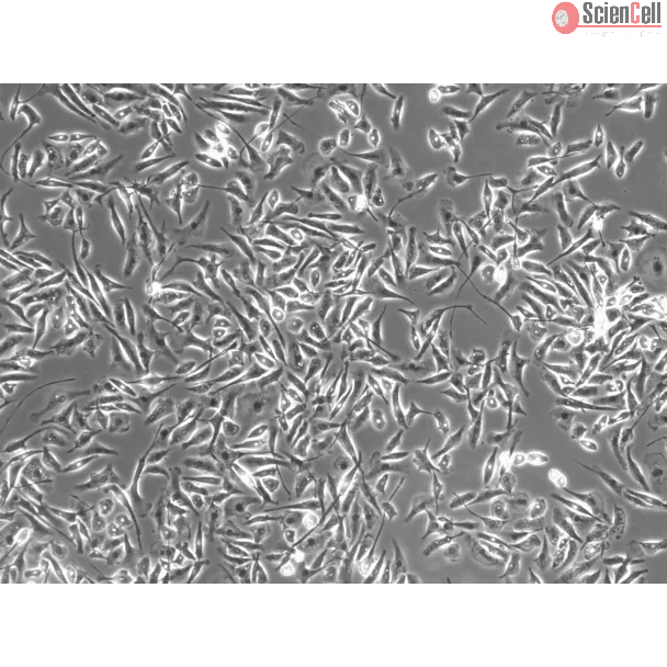 Rat Microglia (RM) - Phase contrast, 100x.
