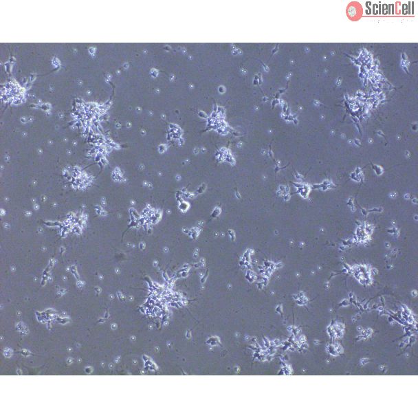 Rat Neurons-hindbrain (RN-hb)-Phase Contrast, 100X