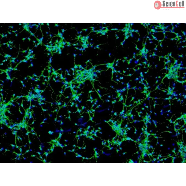 Rat Neurons-raphe (RN-r) - Immunostaining for MAP2, 100x.
