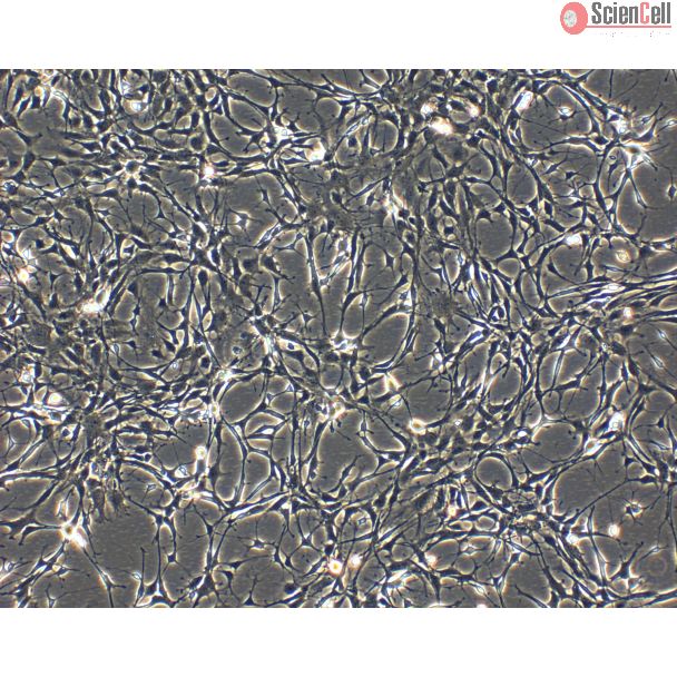 R1220 Phase Contrast 100X