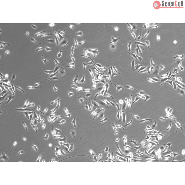 Rat Splenic Macrophages (RSMa)-Phase Contrast, 100x.
