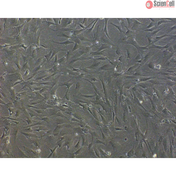 Rat Testicular Peritubular Cells (RTPC) - Phase Contrast, 100x