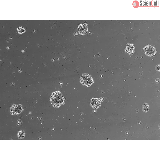 Ready-to-use 3D human BBB spheroids at 24 hours after thawing
