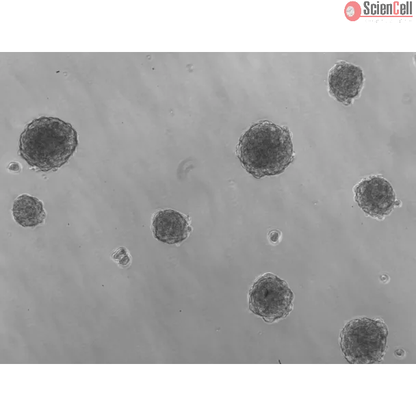 Ready-to-use 3D HTMC Spheroids at Day 1 Post Thawing
