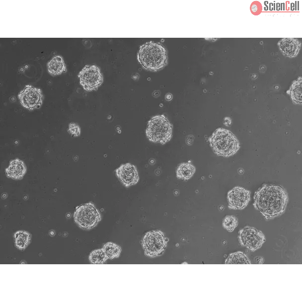 At 24 h post thawing - Osteoblast and endothelial cells co-culture spheroids.
