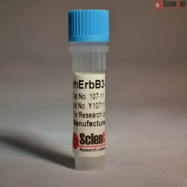 Recombinant Human ErbB3 Fragment