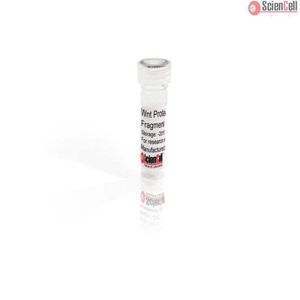Recombinant Human Wnt-3a Protein Fragment 223-352