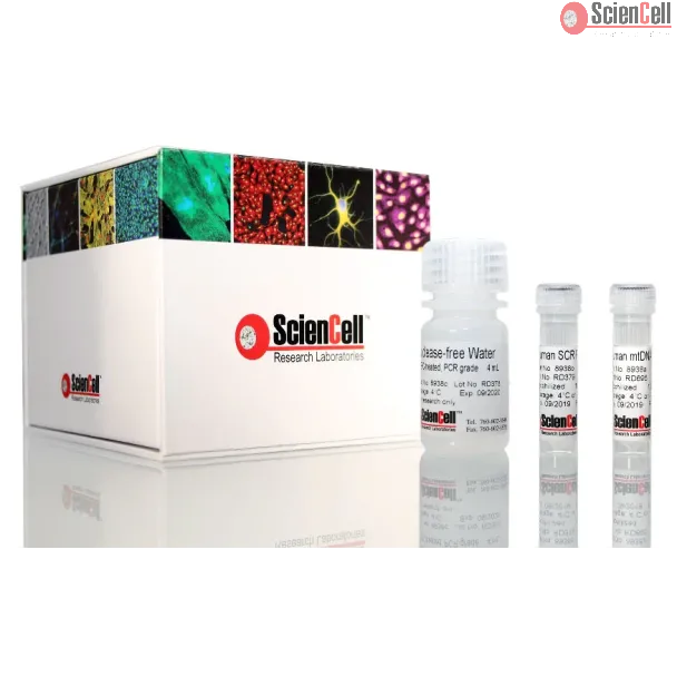 Relative Human Mitochondrial DNA Copy Number Quantification  qPCR Assay Kit