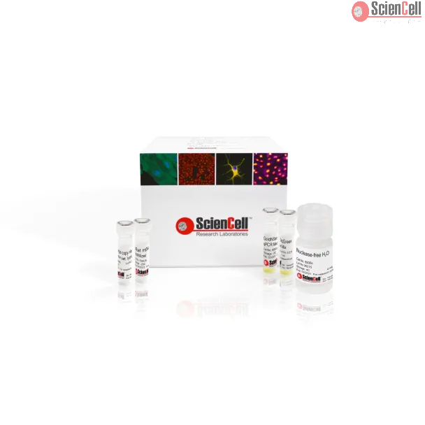Relative Rat Mitochondrial DNA Copy Number Quantification qPCR Assay Kit