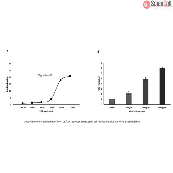 TCF/LEF 双报告载体