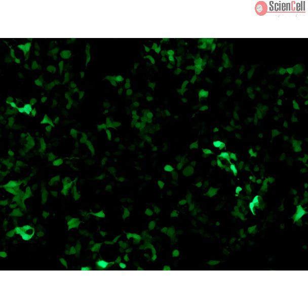 TCF/LEF GFP 报告载体转染 HEK293T 细胞后经通路激活的 GFP 表达（100×）

