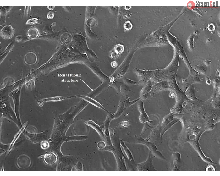 Renal tubule formation after 48 hours post seeding