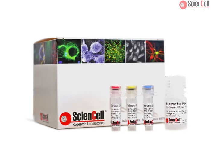 Absolute Human Telomere Length Quantification qPCR Assay Kit