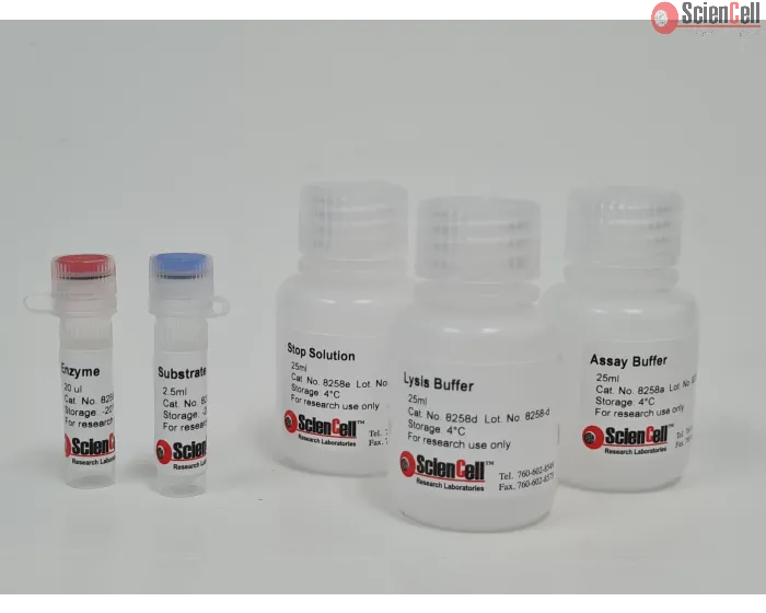 Alkaline Phosphatase Activity Assay