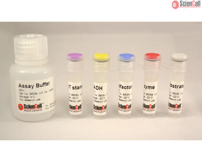 Aspartate Transaminase Assay