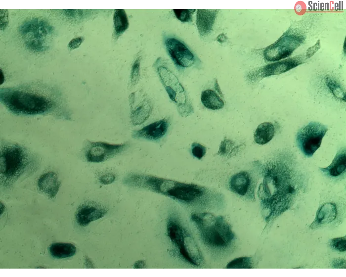 Cell Senescence Assay