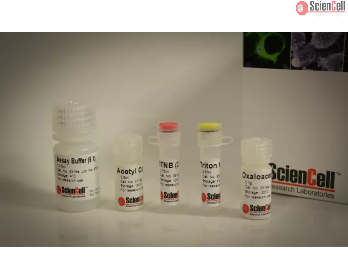 Citrate Synthase Assay