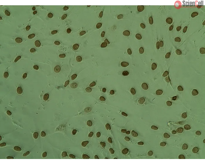 Colorimetric TUNEL Apoptosis Assay