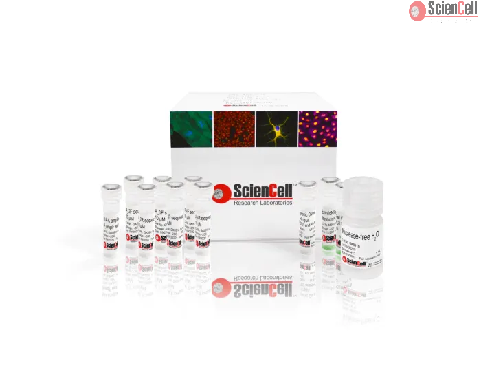 GeneQuery™ HLA-A PCR+Sanger SBT Typing Kit 