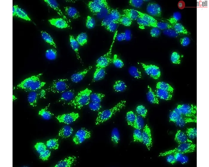 Human Aortic Endothelial Cells (HAEC) - Immunostaining for vWF, 200x.