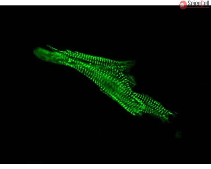 Human Cardiac Myocytes (HCM) – Immunostaining for Sarcomeric alpha-Actinin (Boster, Cat #MA1104)
 
