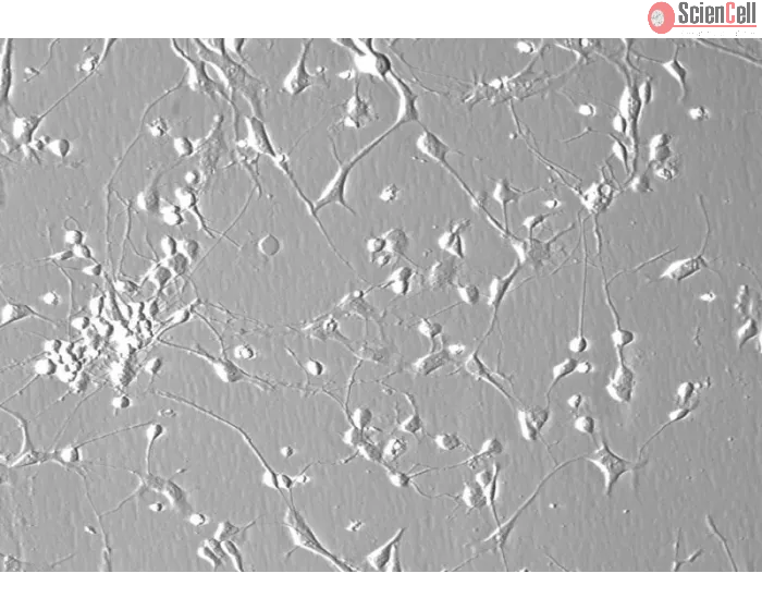 Human Cerebellar Granule Cells (HCGC) - Phase contrast, 200x.
