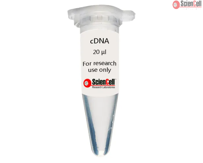 Human Hair Dermal Papilla Cell PCR-ready first strand cDNA, HHDPC cDNA