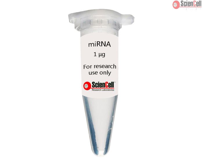 Human Intestinal Smooth Muscle Cell MicroRNA