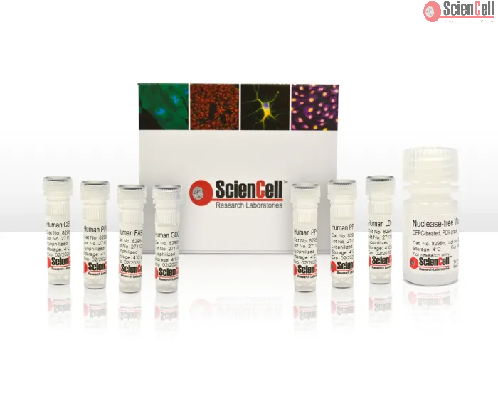 Human Mesenchymal Stem Cell Adipogenesis Detection qPCR Kit