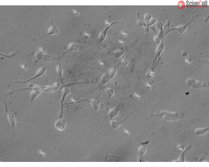 Human Neurons-brain stem (HN-bs) - Relief contrast, 400x.
