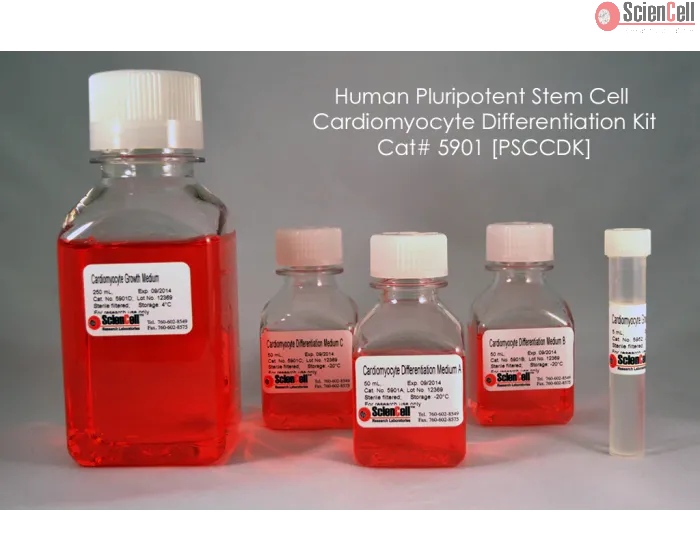  Human Pluripotent Stem Cell Cardiomyocyte Differentiation Kit, 50 ml