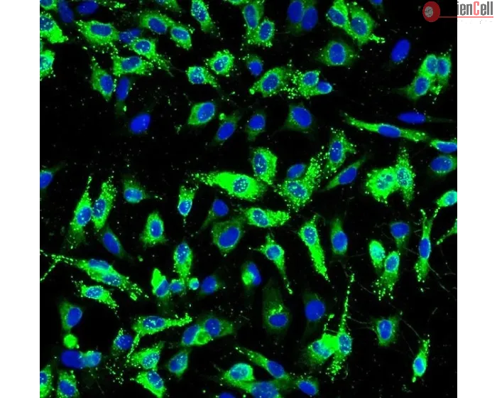 Human Pulmonary Artery Endothelial Cells (HPAEC) - Immunostaining for vWF, 200x.
