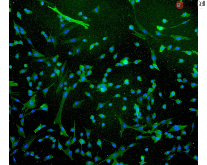 Human Rectal Smooth Muscle Cells (HRSMC) - Immunostaining for α-SMA, 100x.
